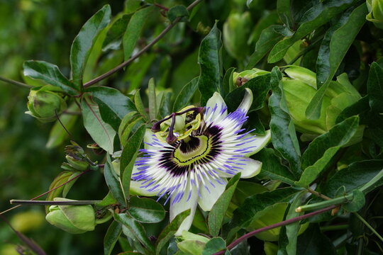 Passion flower close-up with purple corona and white petals