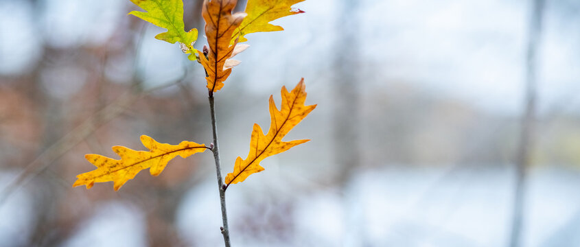Yellow oak leaves on branch with blurred forest background in autumn