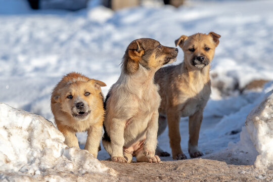 Three puppies standing on snow in winter