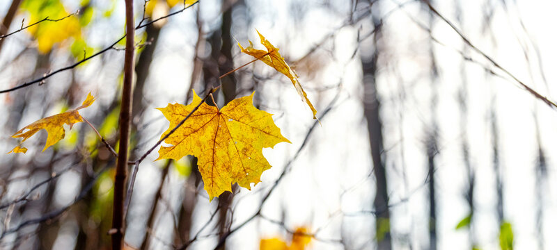 Yellow maple leaf on branch amid forest in autumn closeup