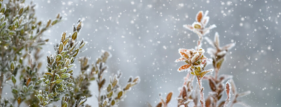 Frost-covered plants during snowfall in winter closeup