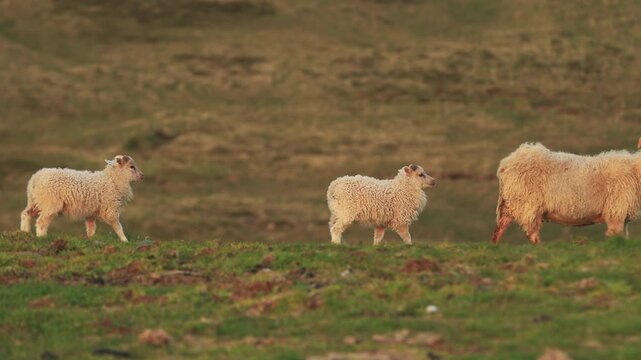 Sheep family with two lambs walking in a row on a grassy hill in the countryside during a beautiful sunset