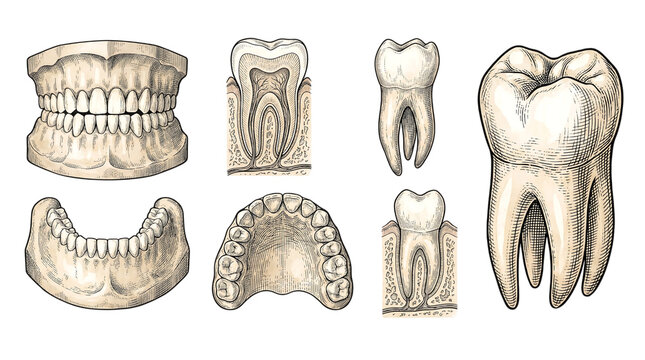 Set of human teeth and jaw anatomy, detailed vintage engraving style, isolated on transparent background