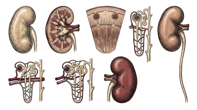 Anatomical illustration of human kidneys and nephron structures isolated on transparent background