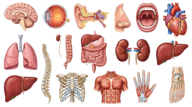 Set of human internal organs and body parts isolated on transparent background