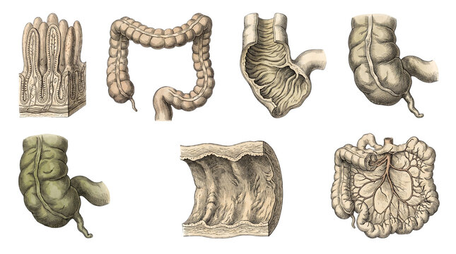 Anatomical illustrations of the human large and small intestine isolated on transparent background