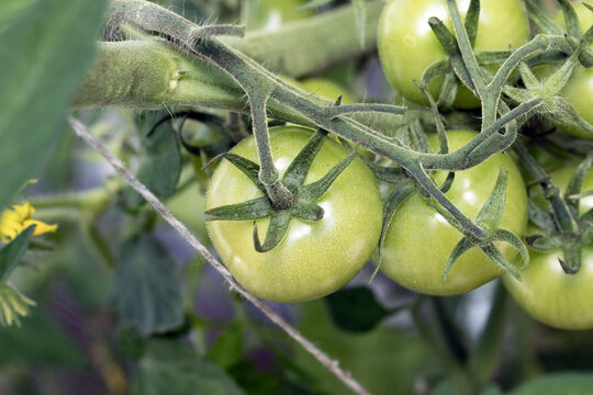 Harvesting green tomatoes. A good harvest of green cucumbers in the greenhouse on the farm.