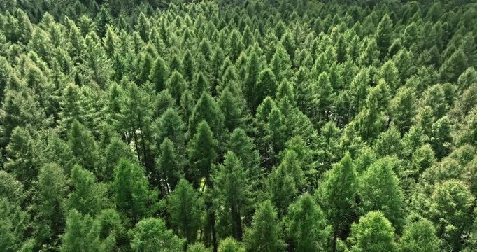 Summer view from above of Poland's endless green forest.