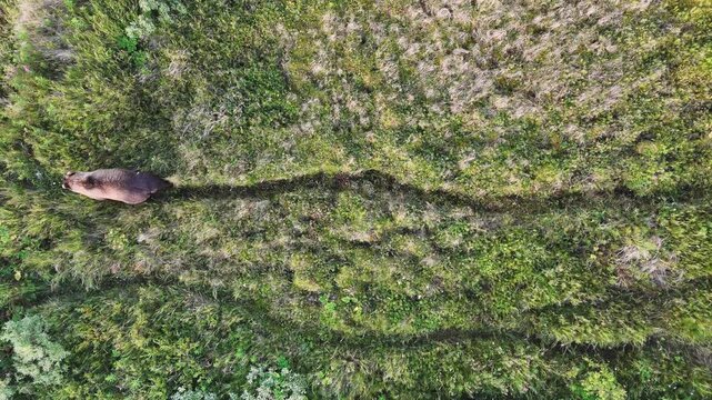 A lone grizzly bear walks steadily along a narrow trail across the Alaskan tundra, captured from above by drone as it moves from right to left through open wilderness and quiet summer landscape.