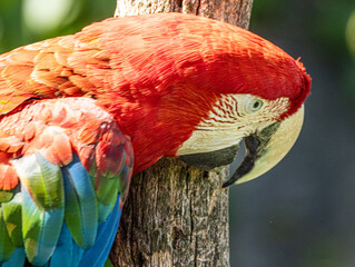 Ara rouge faisant sa toilette, gros plan sur le plumage coloré © Ludovic