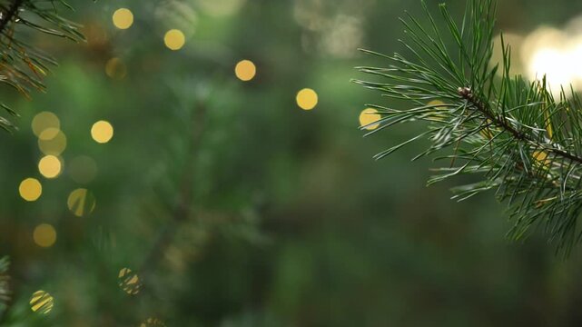 Evergreen Branch Framing Magical Winter Bokeh Lights Loop Footage. Seamless looping animation of glittering holiday bokeh background framed by a sharp pine needle branch in the corner.
