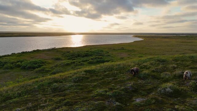 Two wild Alaskan brown bears walk a bear trail on the Alaska tundra during sunset over the Egegik river. The grizzly bears are siblings and hunt together in nature. 