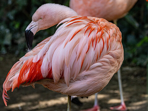 Chilean flamingo (Phoenicopterus chilensis) standing in a zoo enclosure. This elegant South American wading bird is known for its pink plumage, long legs, curved bill and distinctive graceful posture.
