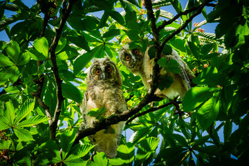 Fototapeta premium Pair of fluffy owlets with striking orange eyes perched curiously on a tree branch amidst lush green foliage and a bright blue sky, observing their surroundings in a vibrant natural