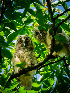 Two adorable owlets with striking orange eyes curiously peer from their hidden perch amidst dense, vibrant green leaves on a sunlit summer day, showcasing the beauty of juvenile wildlife in