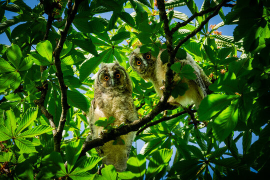 Pair of fluffy owlets with striking orange eyes perched curiously on a tree branch amidst lush green foliage and a bright blue sky, observing their surroundings in a vibrant natural