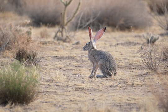 Black tailed jackrabbit sitting in a desert field