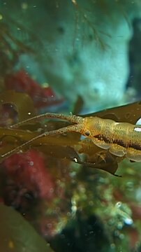 Small amphipod crustacean moves along brown seaweed strands during daylight. The palette displays deep green, earth brown, and reddish tones from submerged marine plants.