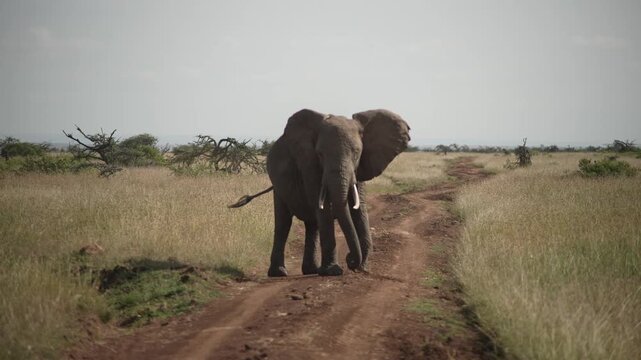 African Elephant