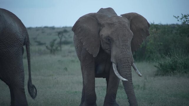Mgestic Elephant in Savannah