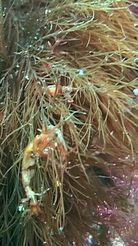 Tiny Caprella skeleton shrimp crawl through brown seaweed branches. The colors include shades of tan, brown, and light olive green.