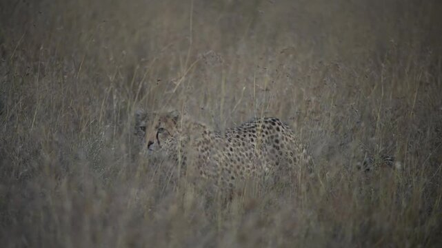 cheetah on the grass