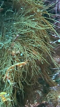 Caprellidae moving on hydroids in Pacific Ocean waters during daylight hours. This observeable behavior highlights tiny crustacean navigation across green sea plants.