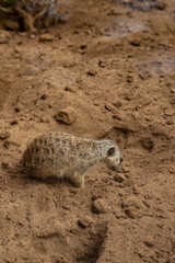 Obraz premium Meerkat exploring a sandy habitat in the wild