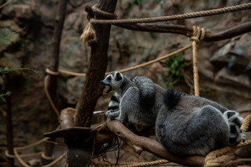 Fototapeta premium Lemurs relaxing on tree branches in a natural habitat setting