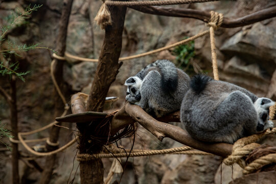 Ring-tailed lemurs resting on a tree branch in their natural habitat