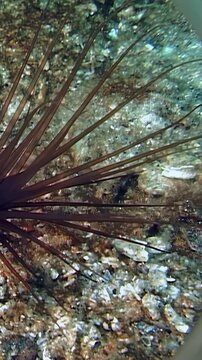 Diadema antillarum resting on a rocky seafloor under natural daylight. Dark brown spines contrast against a light gray sandy and pebbled substrate.