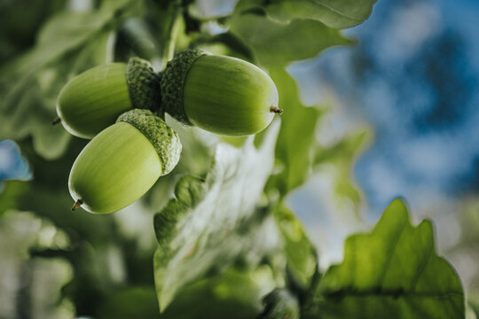 Green acorns hanging from oak tree branches surrounded by lush green leaves against a blurred blue sky in a natural outdoor setting