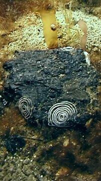White marine worm tubes spiral across a dark charcoal rock amidst brownish sediment, creating a high-contrast monochrome scene during an underwater Pacific Ocean exploration.