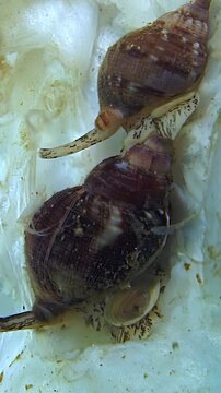 Brown gastropod shells interact on pale surfaces as researchers observe movement patterns and biological behaviors under controlled light conditions in a marine science facility during morning hours.