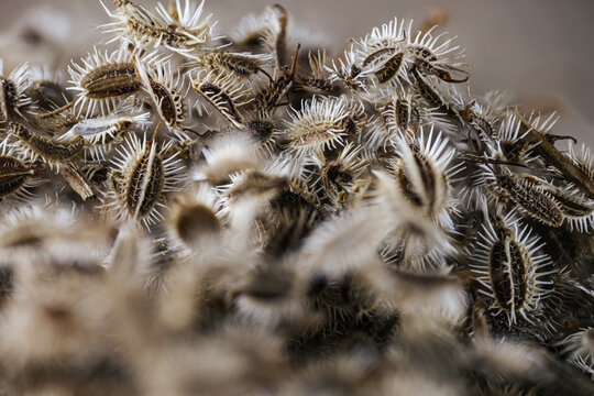 Close-up view of dried seed pods with white tufts, showcasing intricate textures and natural patterns, arranged in a soft-focus background for detailed examination
