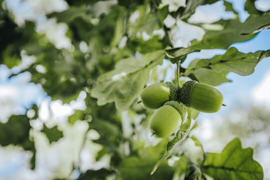 Green acorns hanging from oak tree branches surrounded by lush green leaves under a bright blue sky in a natural outdoor setting