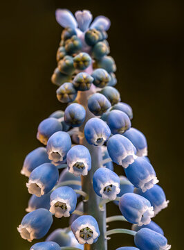 Close-Up Of Blue Grape Hyacinth Flowers With Soft Bokeh Background