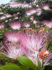 Flor de Carbonero (Calliandra pittieri) © ninyledesma