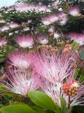Flor de Carbonero (Calliandra pittieri)