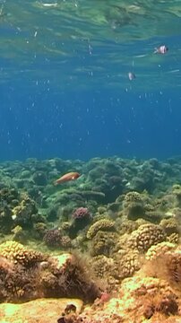Small fish swim above diverse coral formations in shallow water during day. Color scheme features deep blue water, golden brown corals bright pink accents in this underwater marine ecosystem habitat.