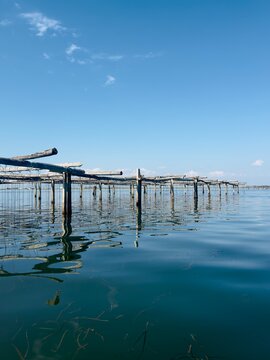 Muscleres de la Badia del Fangar, delta de l&rsquo;Ebre 
