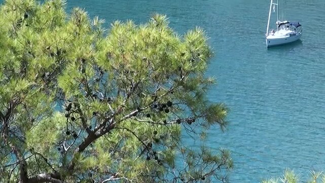 Green pine needles and brown cones frame a sailboat drifting on calm turquoise water during a sunny afternoon.