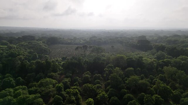 Vast green area filled with many trees and plants.
