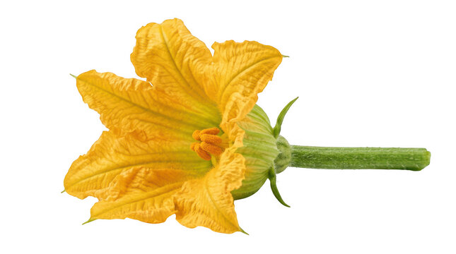 Single yellow squash blossom flower isolated on transparent background