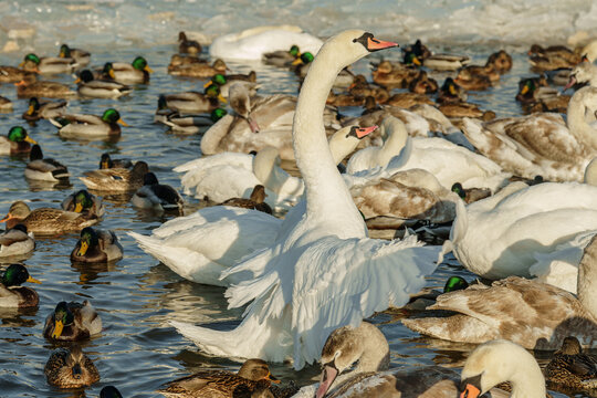 Mute swan stretching neck and raising wings among flock of ducks and swans during wintering