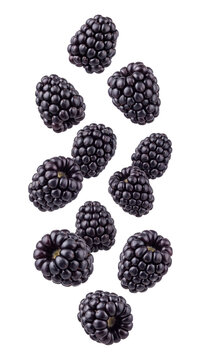 Falling blackberries isolated on transparent background