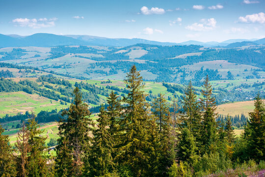 coniferous forest in Ukrainian mountains on a sunny day. Carpathian nature landscape with peaceful woodland in summer. green slopes of Borzhava range