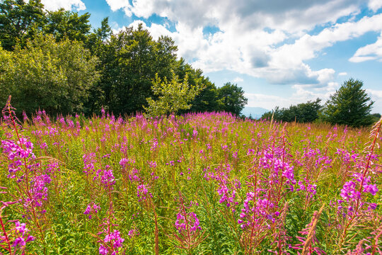 fireweed bloom on the meadow near beech forest. wild purple herb in Carpathian mountains on a late summer day