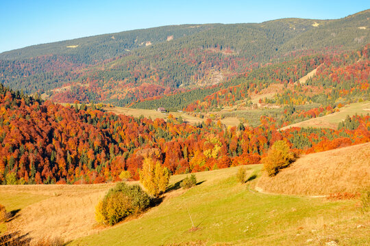 countryside landscape in autumn. rural scenery in Carpathian mountains. colorful deciduous forest by the rural fields on a hillside in afternoon light