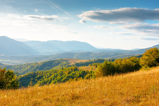 mountain meadow in evening light. countryside autumn landscape with valley behind the forest in yellowish foliage on the grassy hill. fluffy clouds on a bright blue sky